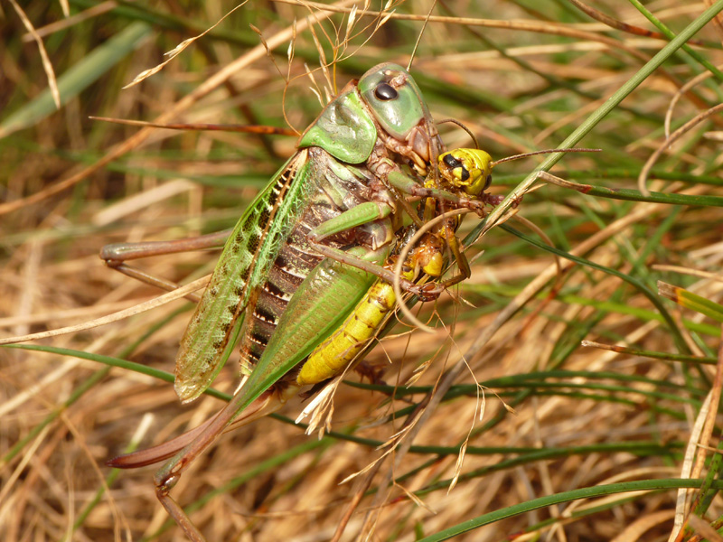 Cavallette del Paglione